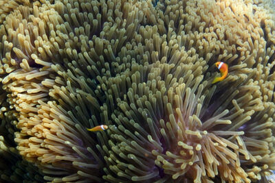 Green sea anemone