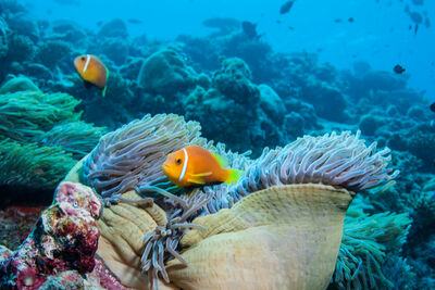 Sea anemone