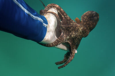 Octopus on someone's hand