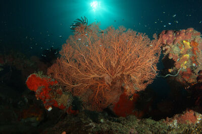 Underwater sea fan