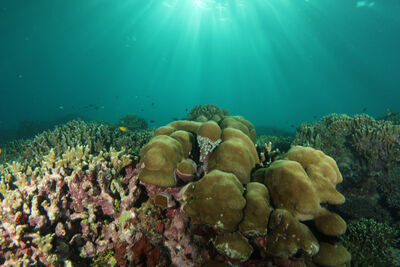 Shallow coral gardens
