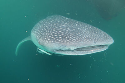 Whale shark up close
