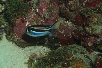 Endemic cenderawasih angelfish