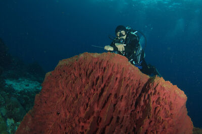 Large barrel sponge