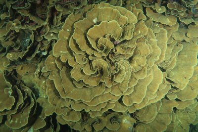 Underwater turbinaria cabbage