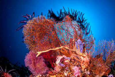 Vibrant coral in Indonesia
