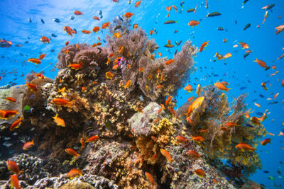 Fish and coral