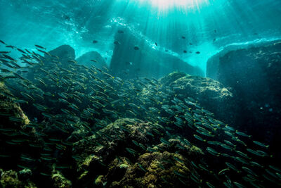 Fish and coral