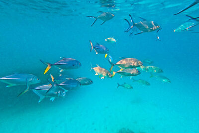 Tropical fish in Bali Sea