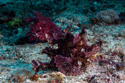 Scorpionfish, Bali