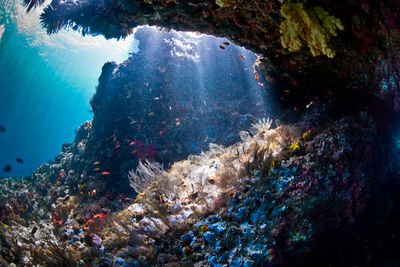 Fish in Raja Ampat.