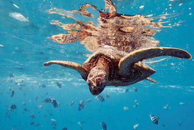 Turtle underwater 