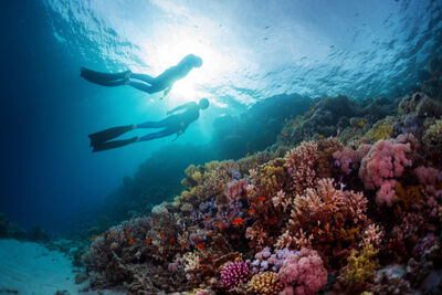 Freedivers in the Red Sea.