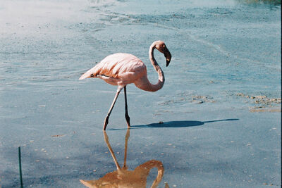 Flamingo in the Galapagos.