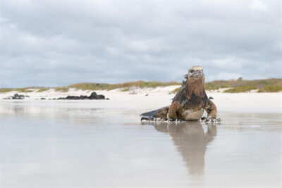Lizard in the Galapagos.