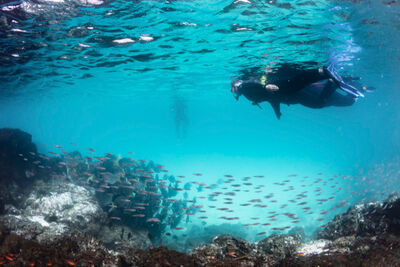 Diver in the Galapagos.