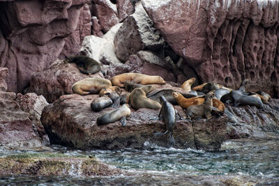 Sea lions in the Galapagos.