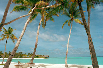 Palm tree-lined beach in the Maldives