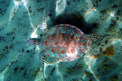 Turtle underwater