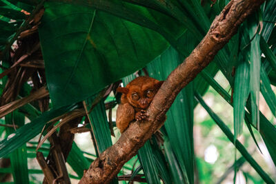 Tarsier, Philippines