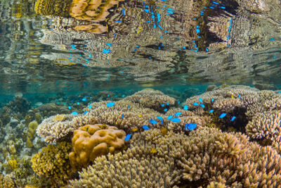 Coral reef in Papua New Guinea.
