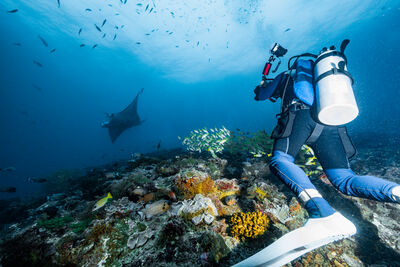 Diver with manta ray