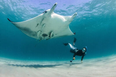 Mobula yarae