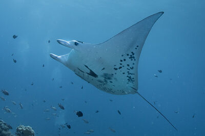 Manta ray.