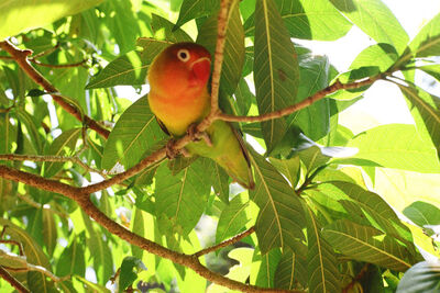 Colourful bird in Indonesia.