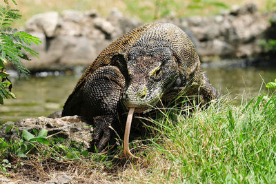 Komodo dragon up close