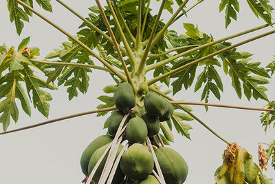 Tree in Komodo