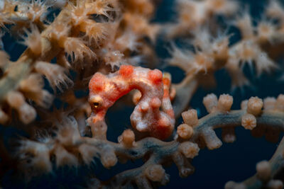 Denise’s pygmy seahorse