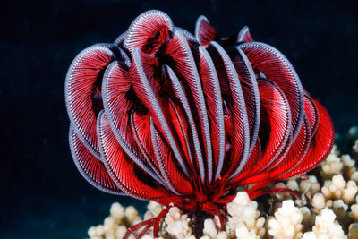 Pink crinoid 
