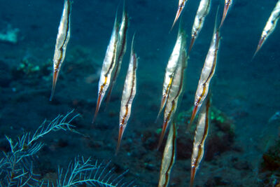 School of coral shrimpfish 