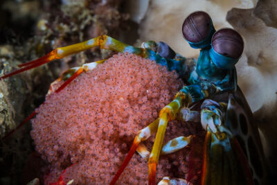 Peacock mantis shrimp