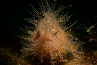 Hairy frogfish 