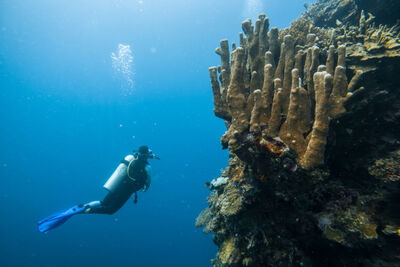 Diver in Sulawesi
