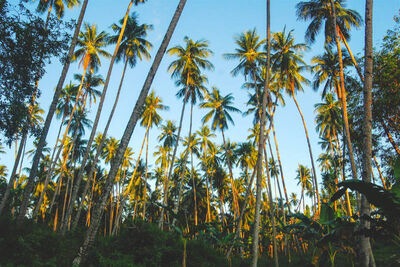 Palm trees in Sulawesi
