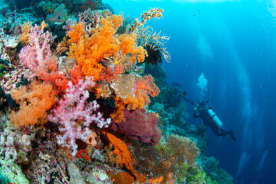 Diver in Sulawesi