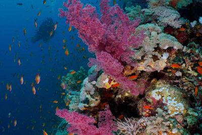 Coral in Egypt