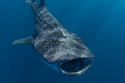 Whale shark in Mexico