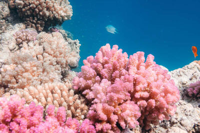 Coral in the Red Sea, Egypt