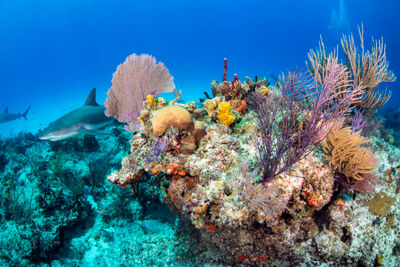 Sharks in the Andros Coral Reef, Bahamas