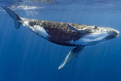 Humpback whale in French Polynesia