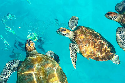 Turtles in the sea
