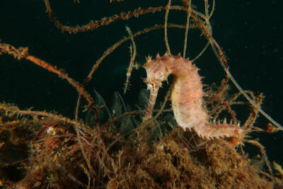 Seahorse 
