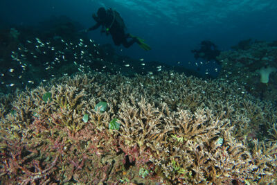 Divers with a school of fish