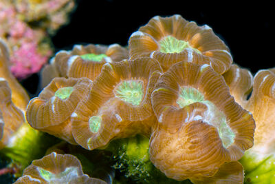 Trumpet coral underwater