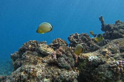 Fish in French Polynesia