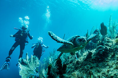 Two divers and a turtle